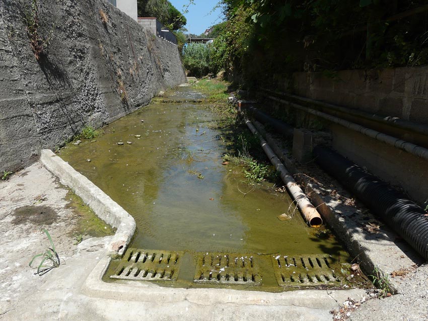 Rio Salivoli (Piombino) - rospi smeraldini in citt!